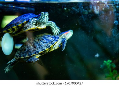 Turtle In An Aquarium, Close Up. Turtles - One Of The Four Modern Detachments Of Reptiles. A Popular Pet Living 10-30 Years. Aquarium With A Turtle With A Blue Backlight. 