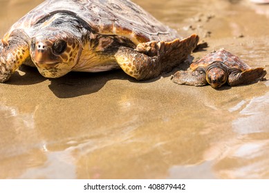 Turtle Baby with mother on beach