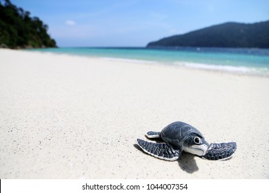 turtle baby On the beach Copy space