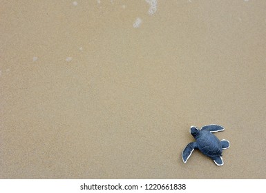 Turtle Baby On The Beach Top View Copy Space