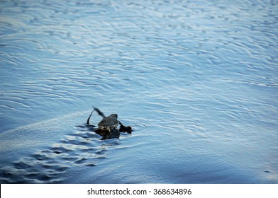 Turtle baby reaching ocean