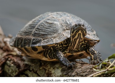 A turtle basking on a log in a park in Amsterdam