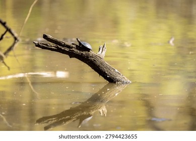 turtle basking in sun on tree branch