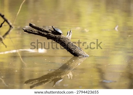 turtle basking in sun on tree branch