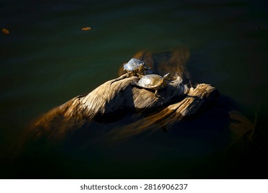 Turtle basking in the sun.A deeply moving sight.