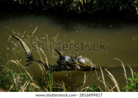 A turtle basking in the sun.A deeply moving sight.