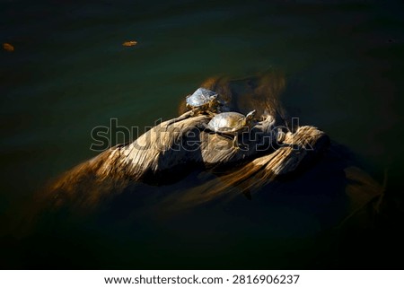 Turtle basking in the sun.A deeply moving sight.