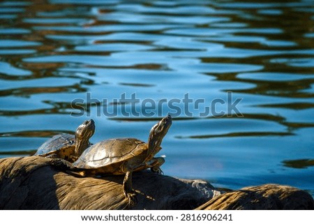 Turtle basking in the sun.A deeply moving sight.