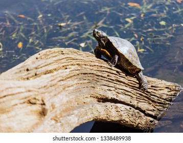 Turtle Basking Under Sun Stock Photo 1338489938 | Shutterstock