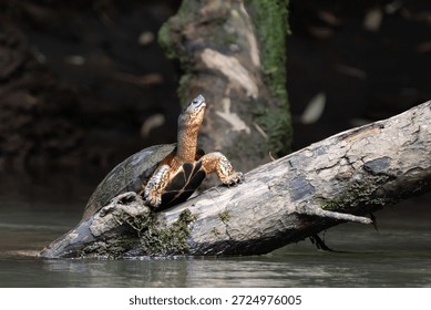 A turtle basks on a branch by a river in Costa Rica.