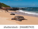 Turtle and the beach at Tavares Beach, also known as Lamalani Beach, Located on Maui