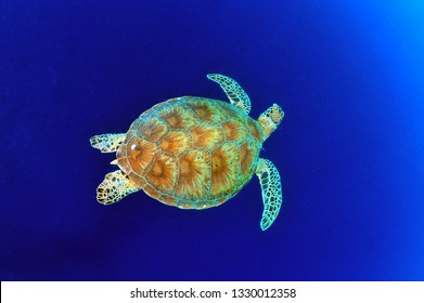 Turtle in blue ocean