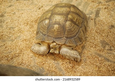 43,321 Brown turtle Images, Stock Photos & Vectors | Shutterstock