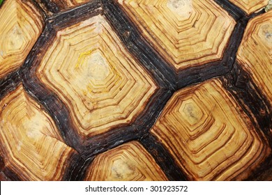 turtle carapace print, Shell of the tortoise