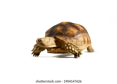 Turtle (Centrochelys sulcata) isolated on white background with clipping path. Turtle shrinking its head