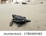 Turtle children (hatchlings) released into their habitat from the coast of Lhoknga, Aceh Besar, Aceh March 19, 2017.