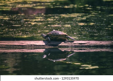 Turtle Chilling On The Wood