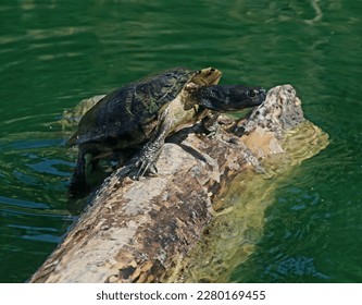 Turtle Climbing on the Log