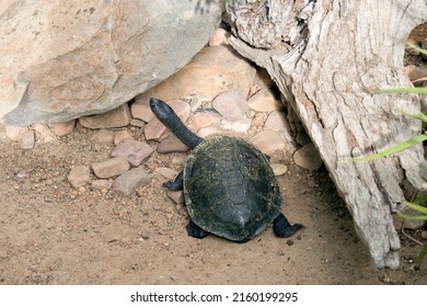 The Turtle Is Climbing Up Rocks To Get To The Water