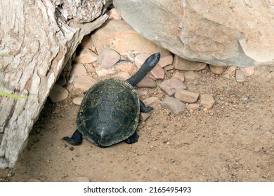 The Turtle Is Climbing Up Rocks To Get To The Water