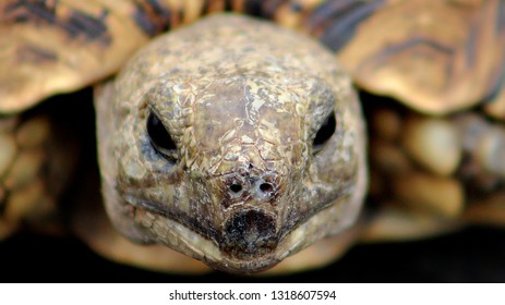 Turtle close up