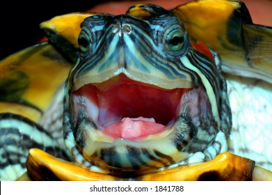 6,519 Sea turtle close up Images, Stock Photos & Vectors | Shutterstock