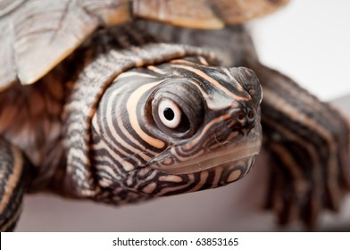 Turtle close-up