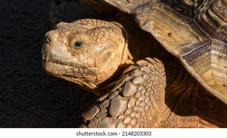 5,478 Black yellow turtle Images, Stock Photos & Vectors | Shutterstock