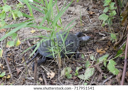 The turtle crawls on dry grass. Ordinary river tortoise of temperate latitudes. The tortoise is an ancient reptile