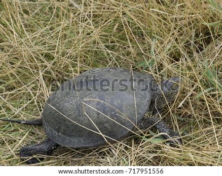 The turtle crawls on dry grass. Ordinary river tortoise of temperate latitudes. The tortoise is an ancient reptile
