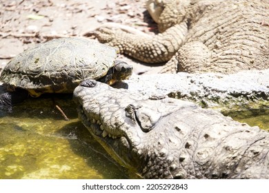 A Turtle And A Crocodile Face To Face