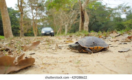 Turtle crossing the road. Selective focus.