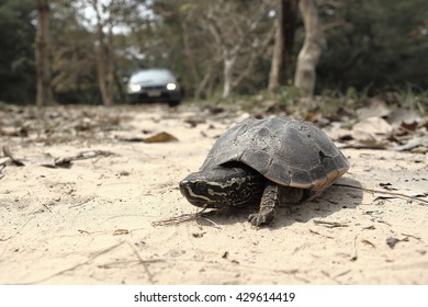 Turtle crossing the road. Selective focus.
