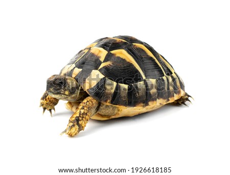 Turtle cub isolated on white background