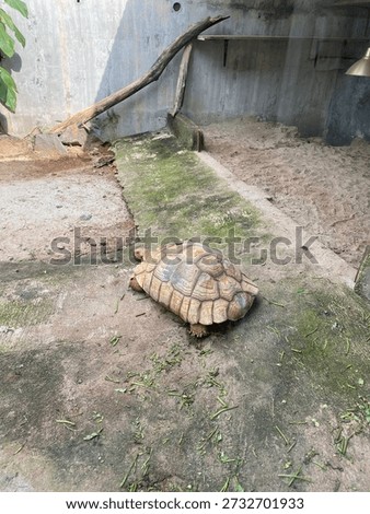 Turtle is so cute and big
