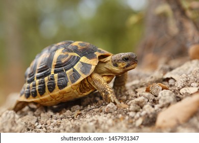 turtle d'hermann hermann in its natural environment in close-up and bokeh - Shutterstock ID 1457931347