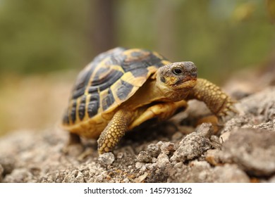 turtle d'hermann hermann in its natural environment in close-up and bokeh - Shutterstock ID 1457931362