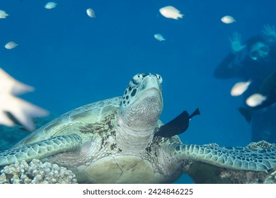 Turtle with diver in Komodo National Park