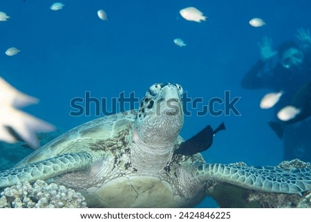 Turtle with diver in Komodo National Park