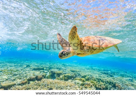 A turtle diving back to the reef in a shallow lagoon on Lady Elliot Island