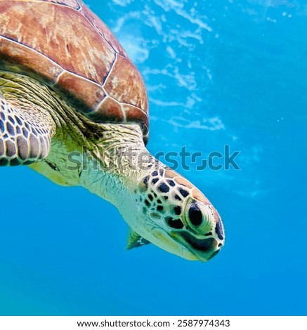 #turtle #diving #bluewater #closeup #Culebra #PuertoRico