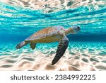  A turtle diving.sea turtle close up.Sea turtle.