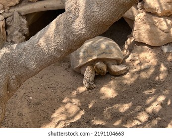 Turtle In Djerba Explore Tunisia Aged More Than 23 Years Old