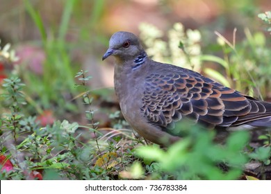 Turtle Dove