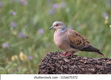 Turtle Dove (Streptopelia Turtur)