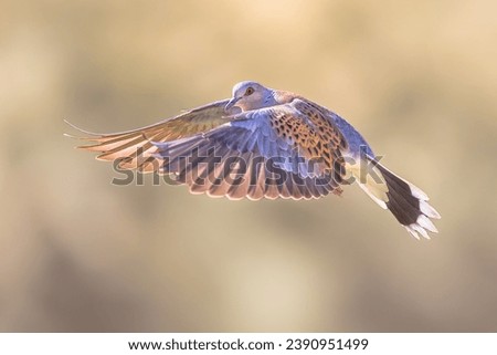 Turtle dove (Streptopelia turtur) flying on bright background in natural habitat. Wildlife scene of nature in Europe.