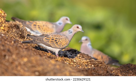 Turtle dove (Streptopelia turtur) perched on ground with blurred background. This is a member of the bird family Columbidae, the doves and pigeons. Wildlife Scene of Nature in Europe.