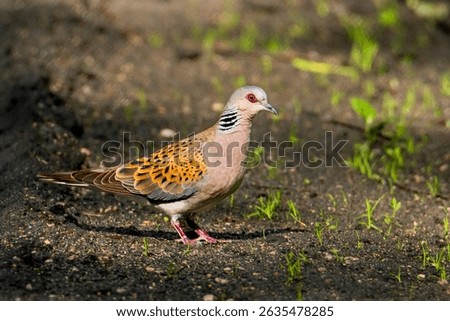 Turtle dove (Streptopelia turtur) searching for food on the ground. Birds threatened to extinction in the world.