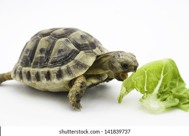 Turtle Eating