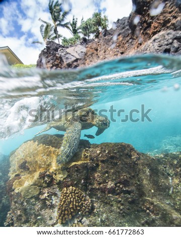 Turtle eating